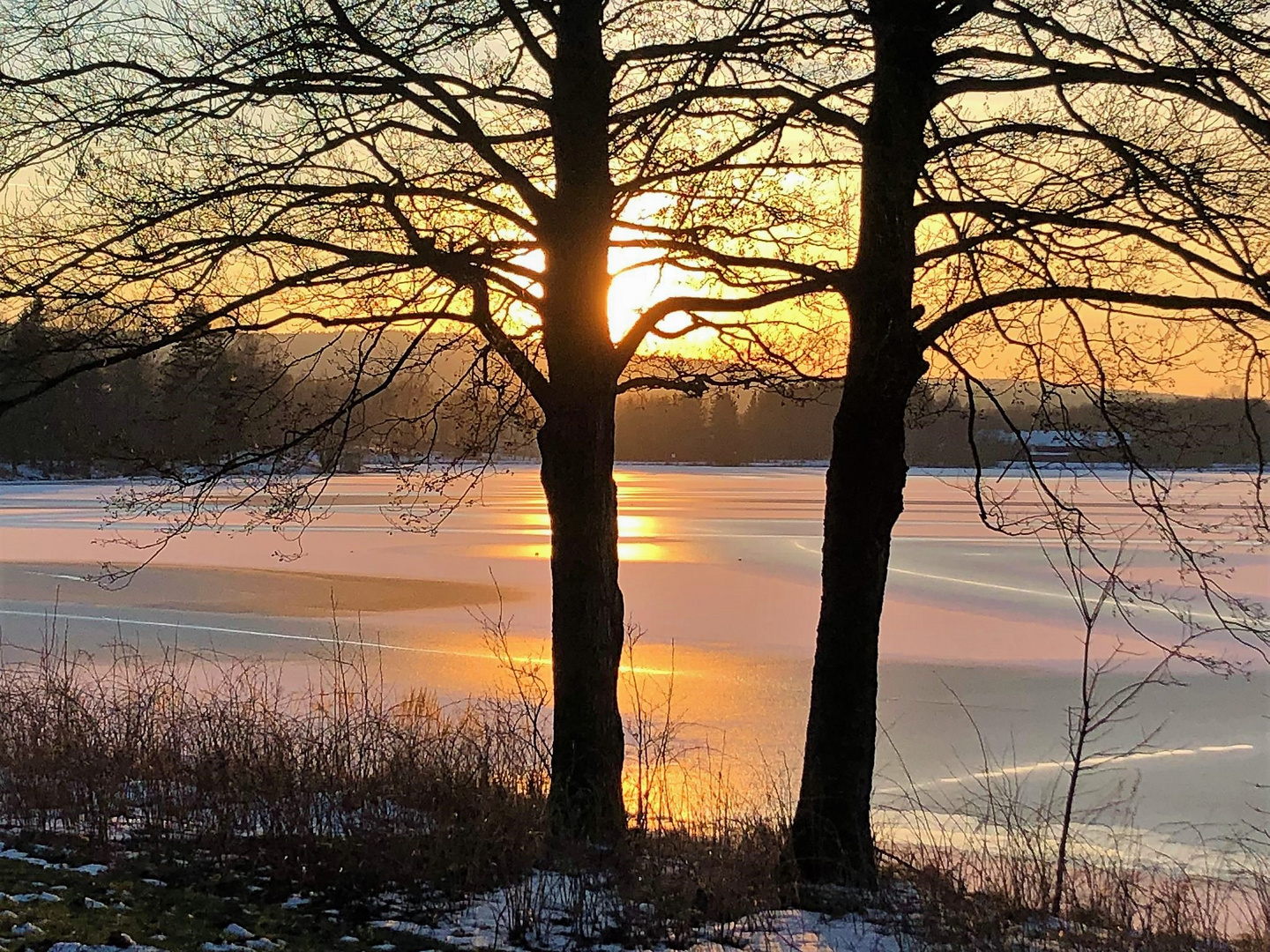 20230209 Baum als Blendschutz am Weißenstädter See