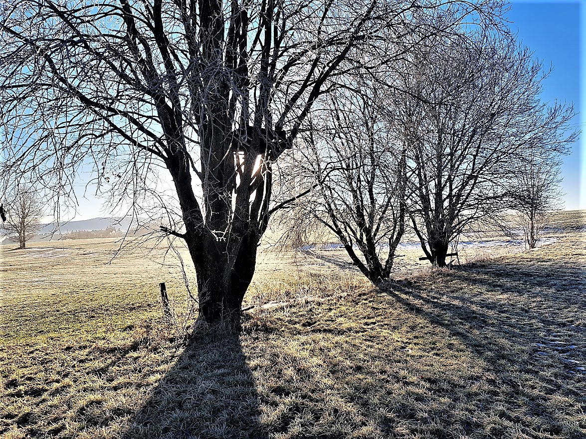 20230213 Grenzbäume mit Schattenwurf