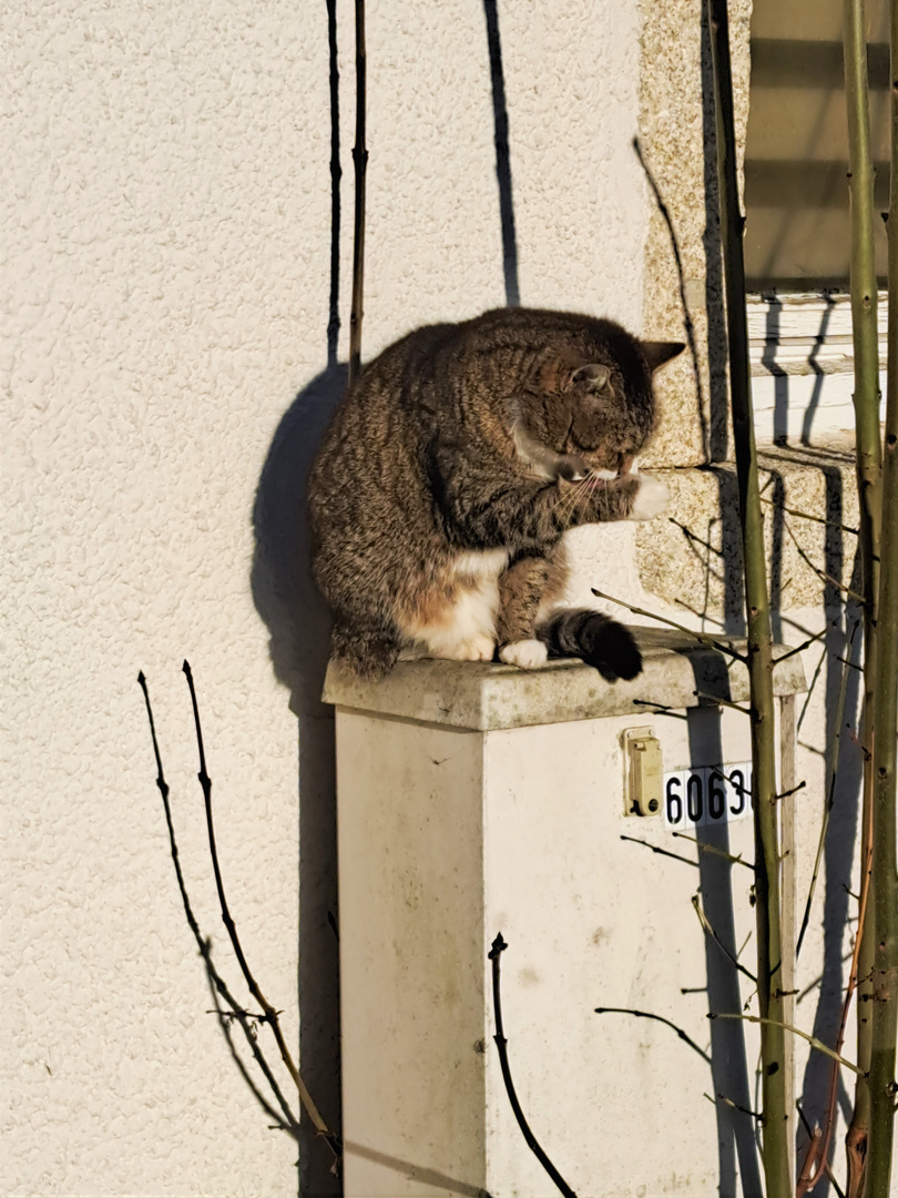 20230213  Katzenwäsche an der erwärmten Ostwand