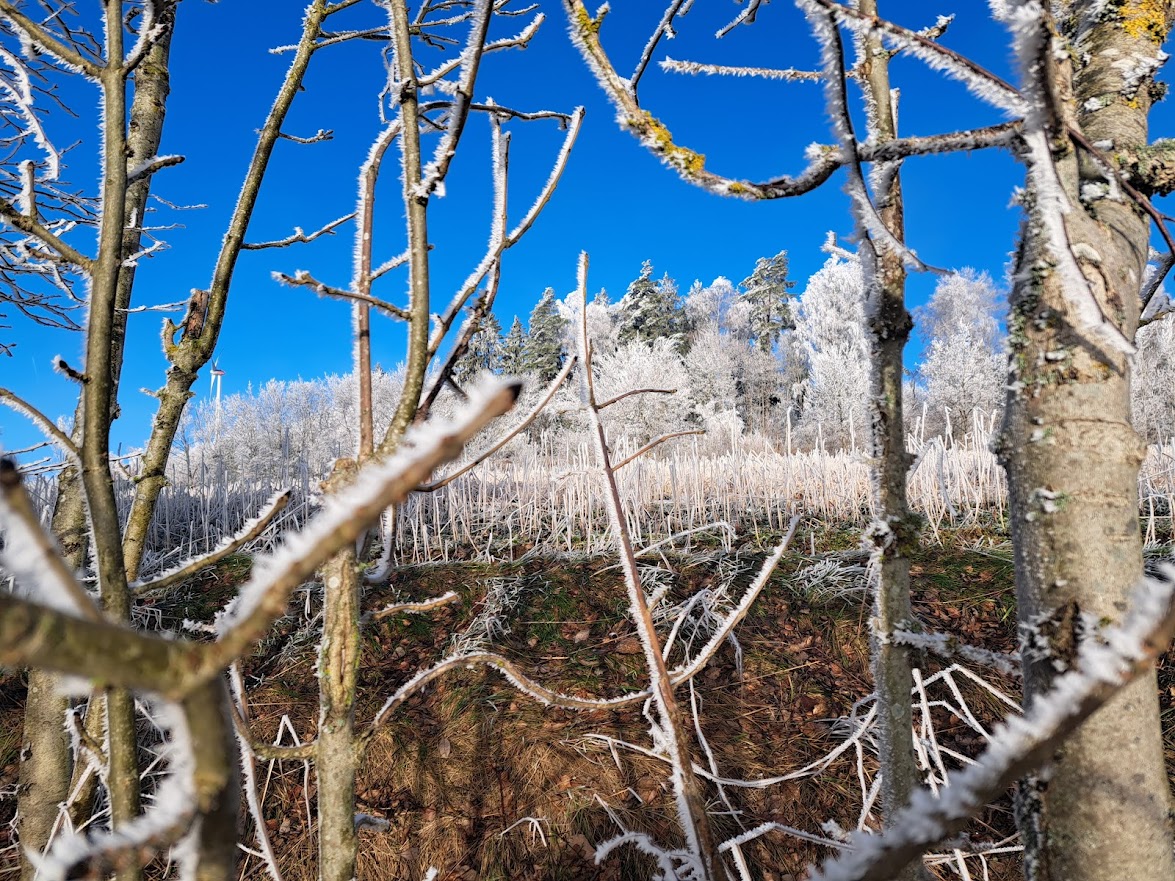 20230215 Durchblick am Donnerstag  :Raureif bis zum Waldrand