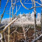 20230215 Durchblick am Donnerstag  :Raureif bis zum Waldrand