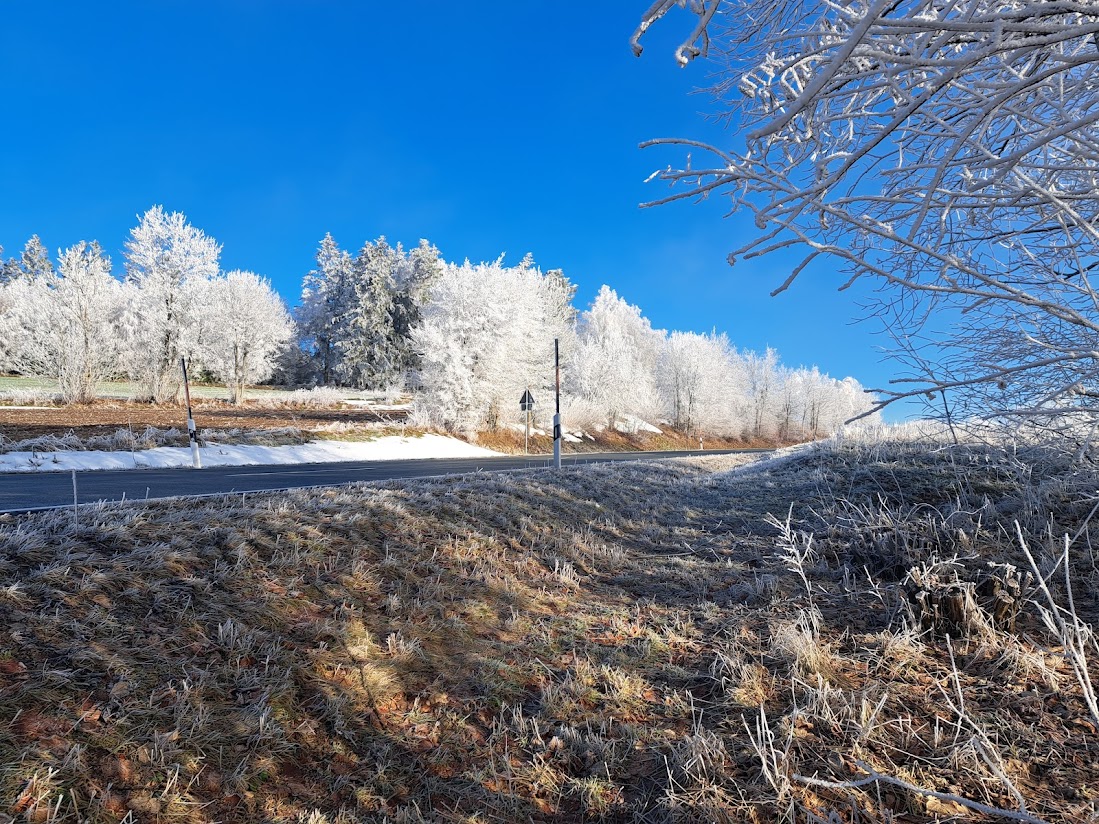 20230215 Raureif am Wegesrand im Fichtelgebirge