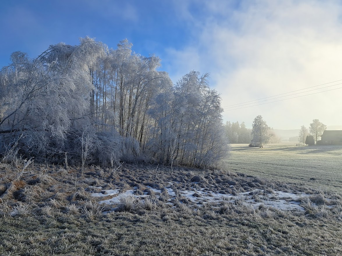 20230215  Raureif dem Nebel entkommen