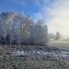 20230215  Raureif dem Nebel entkommen