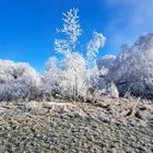 20230215 Raureif  Schönheit und Last zugleich