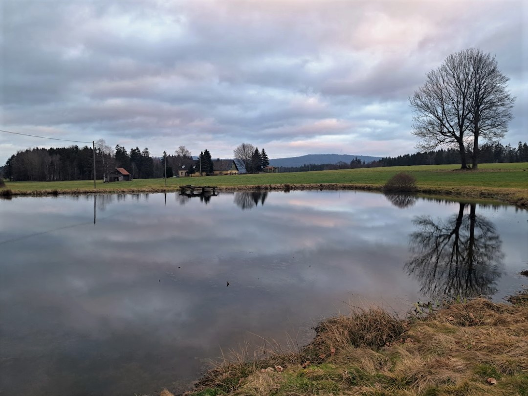 20230221Spiegelungen auf dem Seerosenteich 