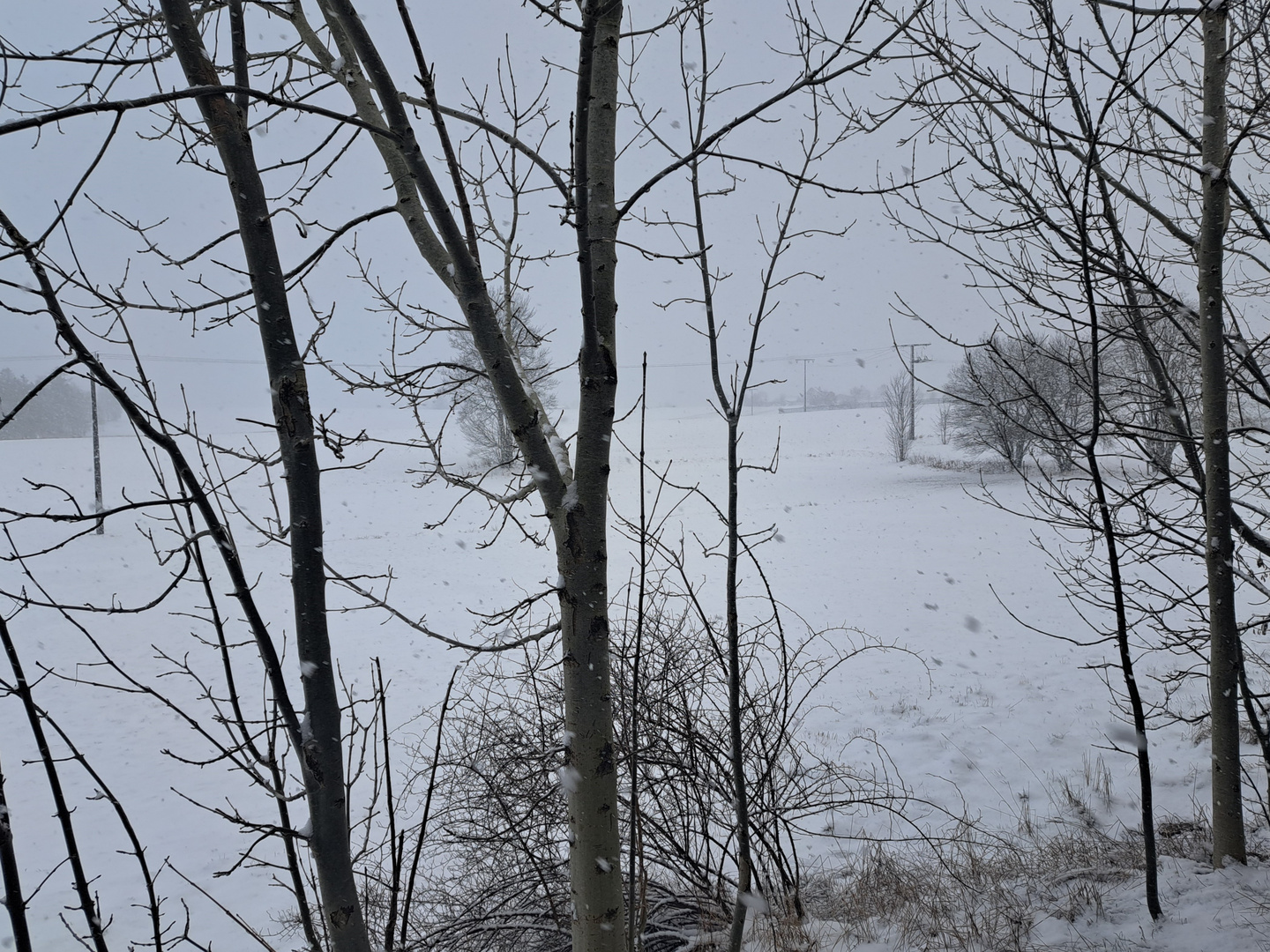 20230227 Schneegestöber im Fichtelgebirge II