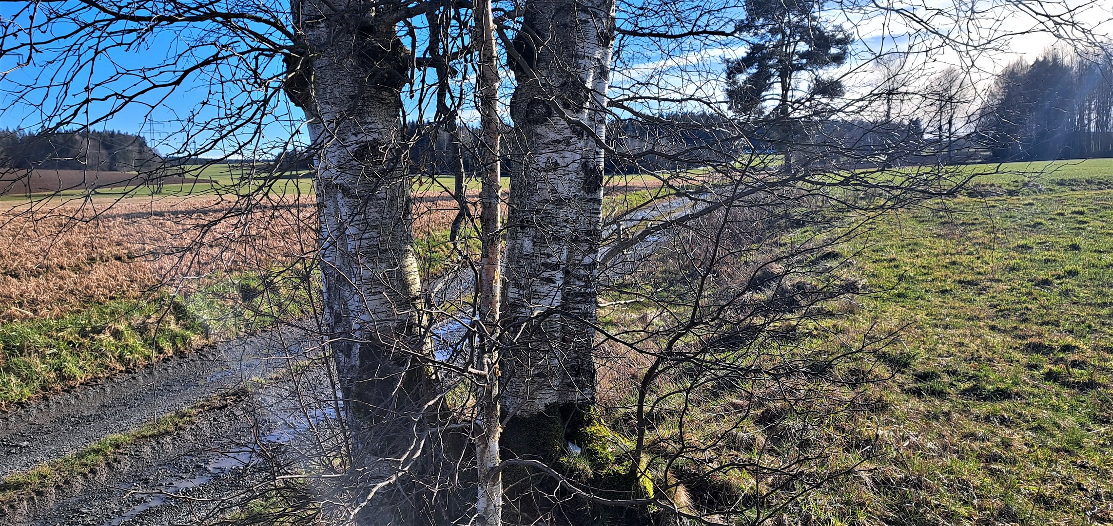 20230316 Birken in der gleißenden Sonne am Wasserscheideweg