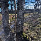 20230316 Birken in der gleißenden Sonne am Wasserscheideweg