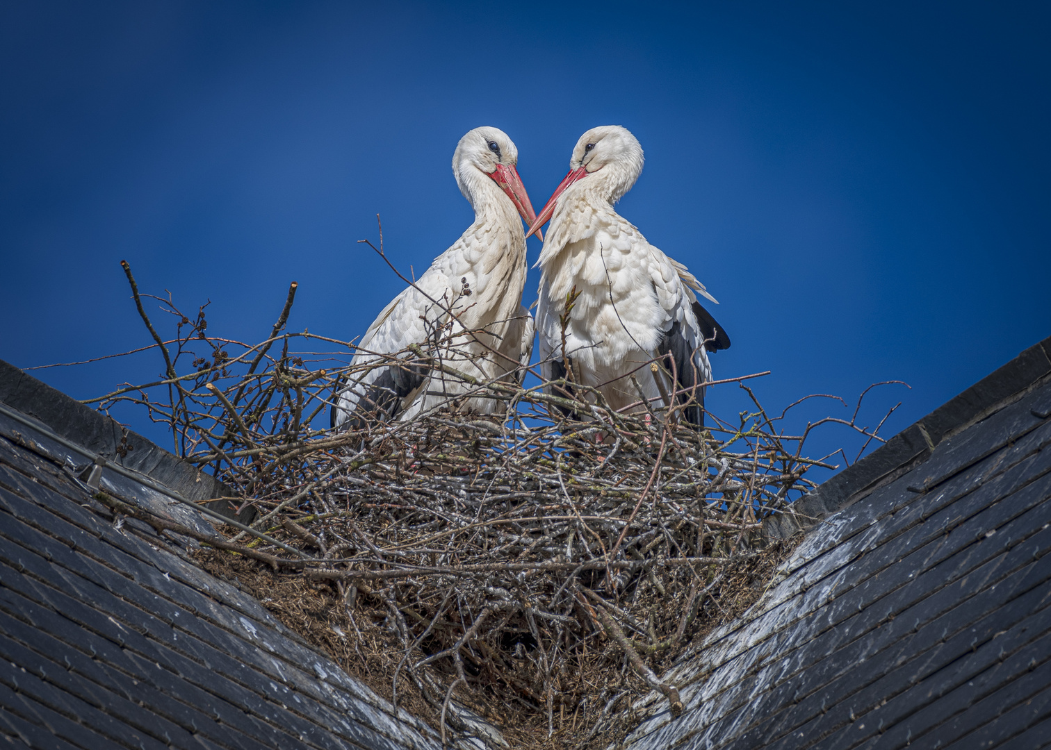 20230316_Stork_055