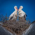 20230316_Stork_055