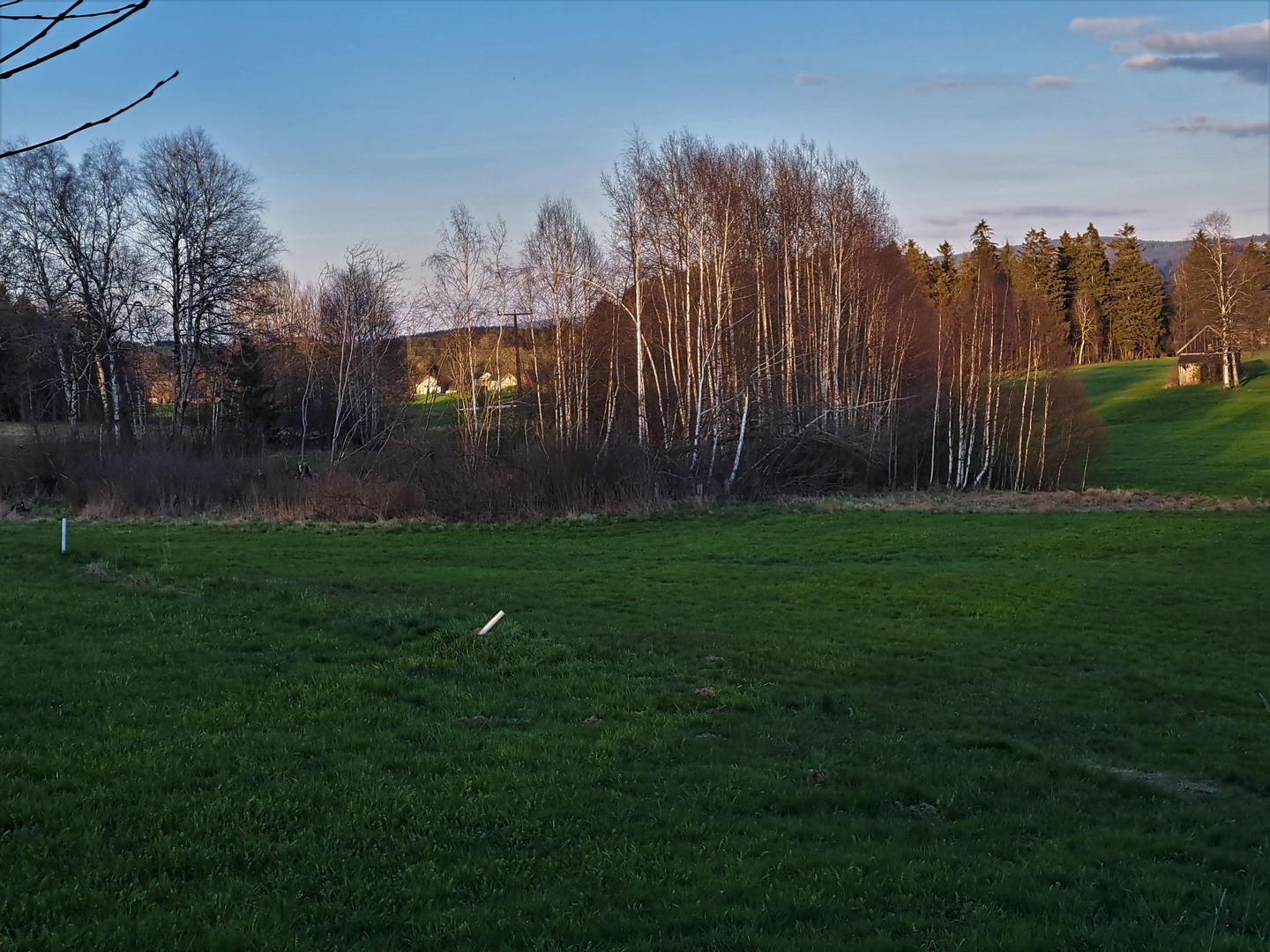 20230421 Birkenwäldchen im Abendlicht