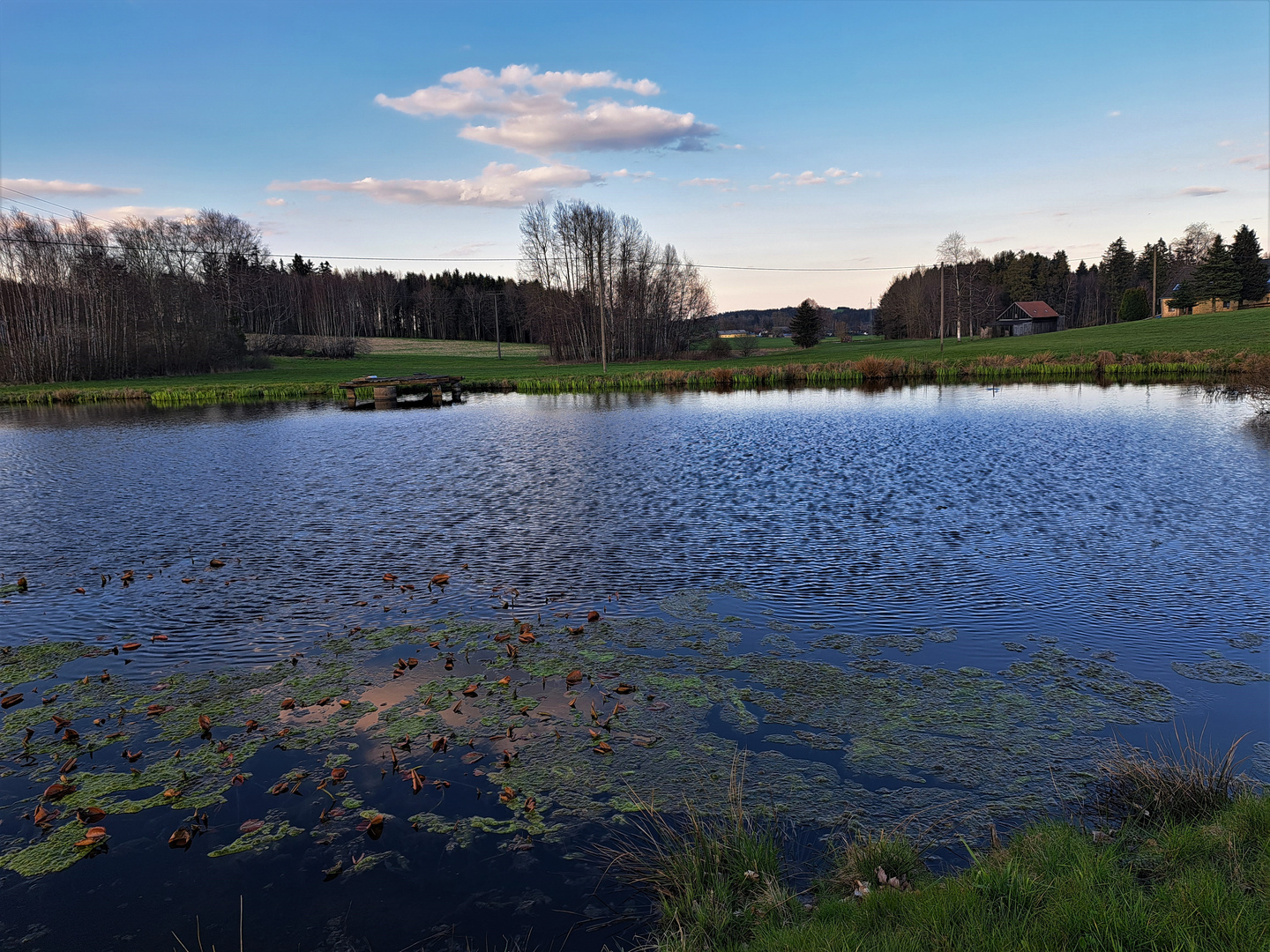 20230421 Seerosenteich im Abendlicht