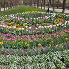 20230427 Ansbach Hofgarten : Blumenrondell mit unendlicher Liegewiese