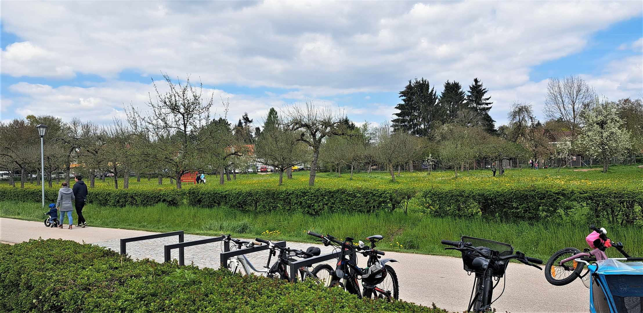 20230430  Dinkelsbühl :Obstbäume Gartenbauverein  und Wiesenblumen in Blüte