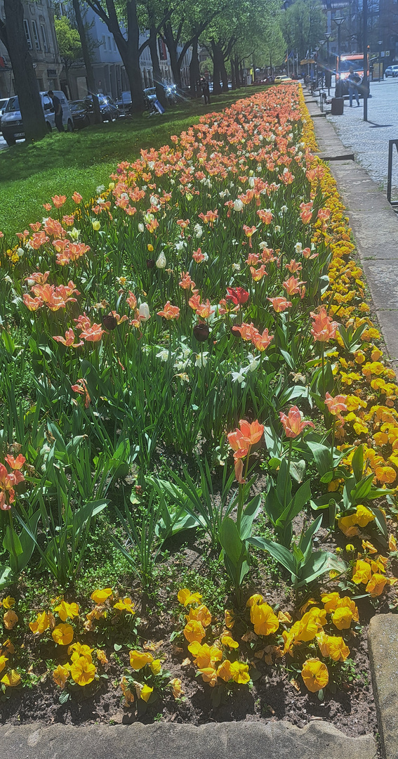 20230504 Mittwochsblümchen in Bayreuth 