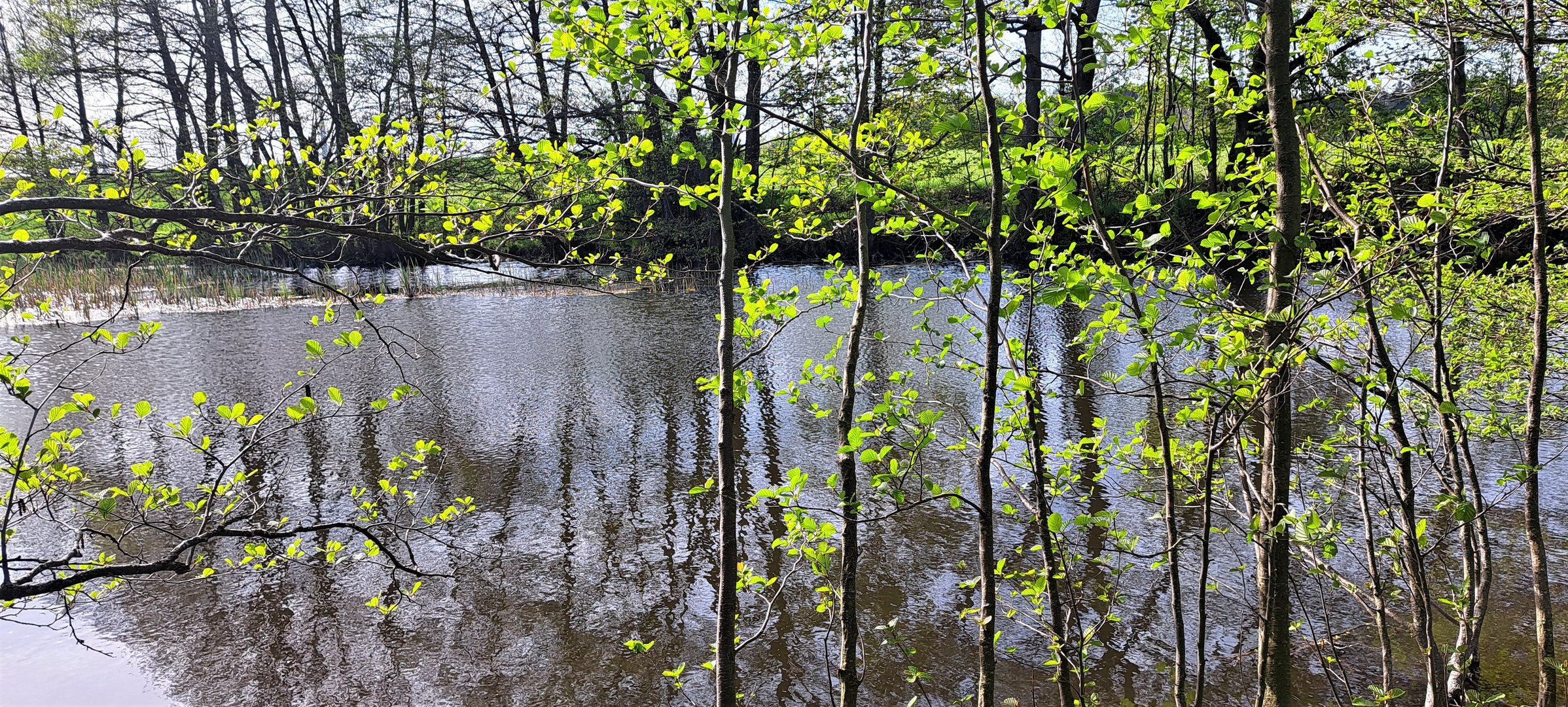 20230509  Dienstag ist Spiegeltag am Lernschwimmteich