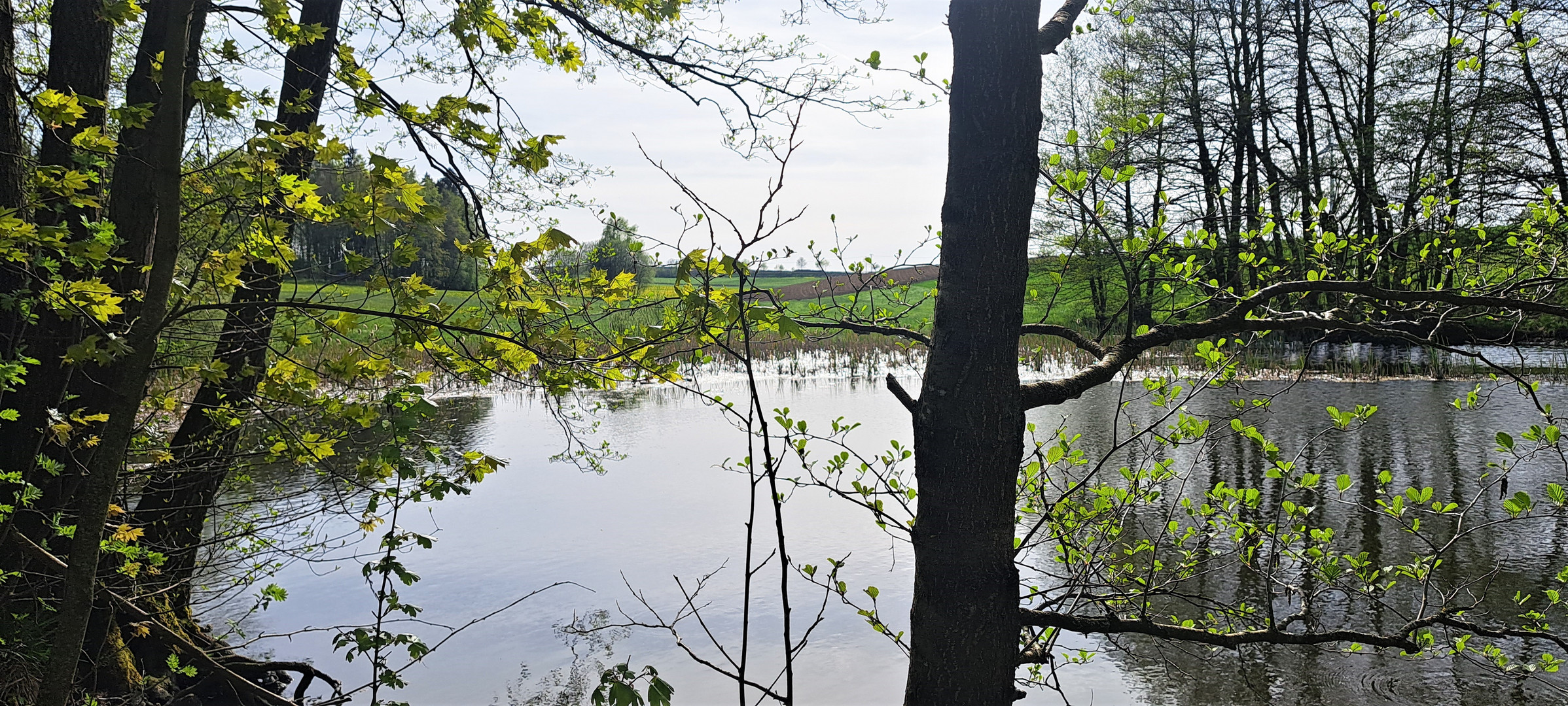 20230509 Donnerstag mit Durchblick auf Teich ,Wald und Felder