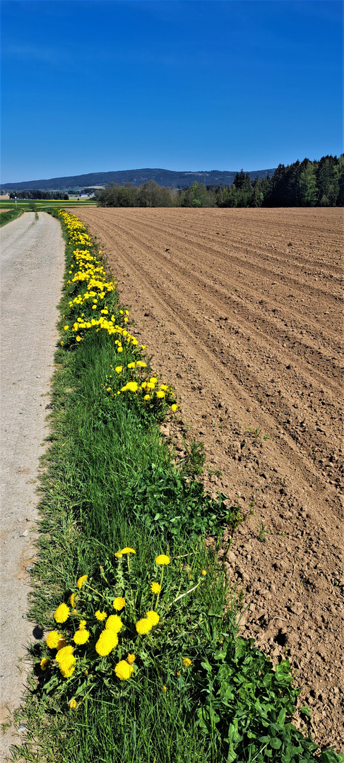 20230509 Löwenzahn am Wegesrand mit Blick zum Fichtelgebirge