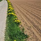 20230509 Löwenzahn am Wegesrand mit Blick zum Fichtelgebirge