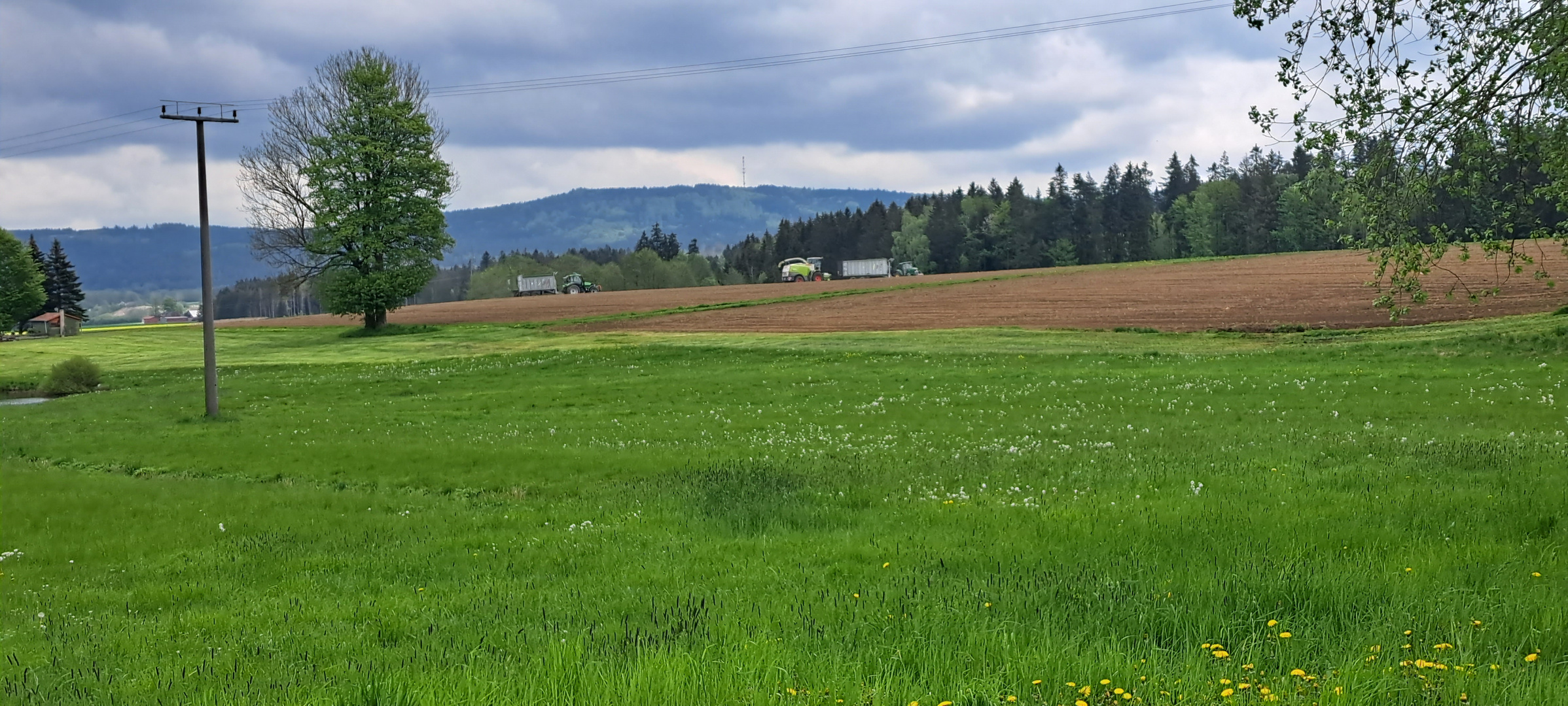 20230514 Sonntags mit Sonne : Grünfutterernte