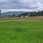 20230514 Sonntags mit Sonne : Grünfutterernte