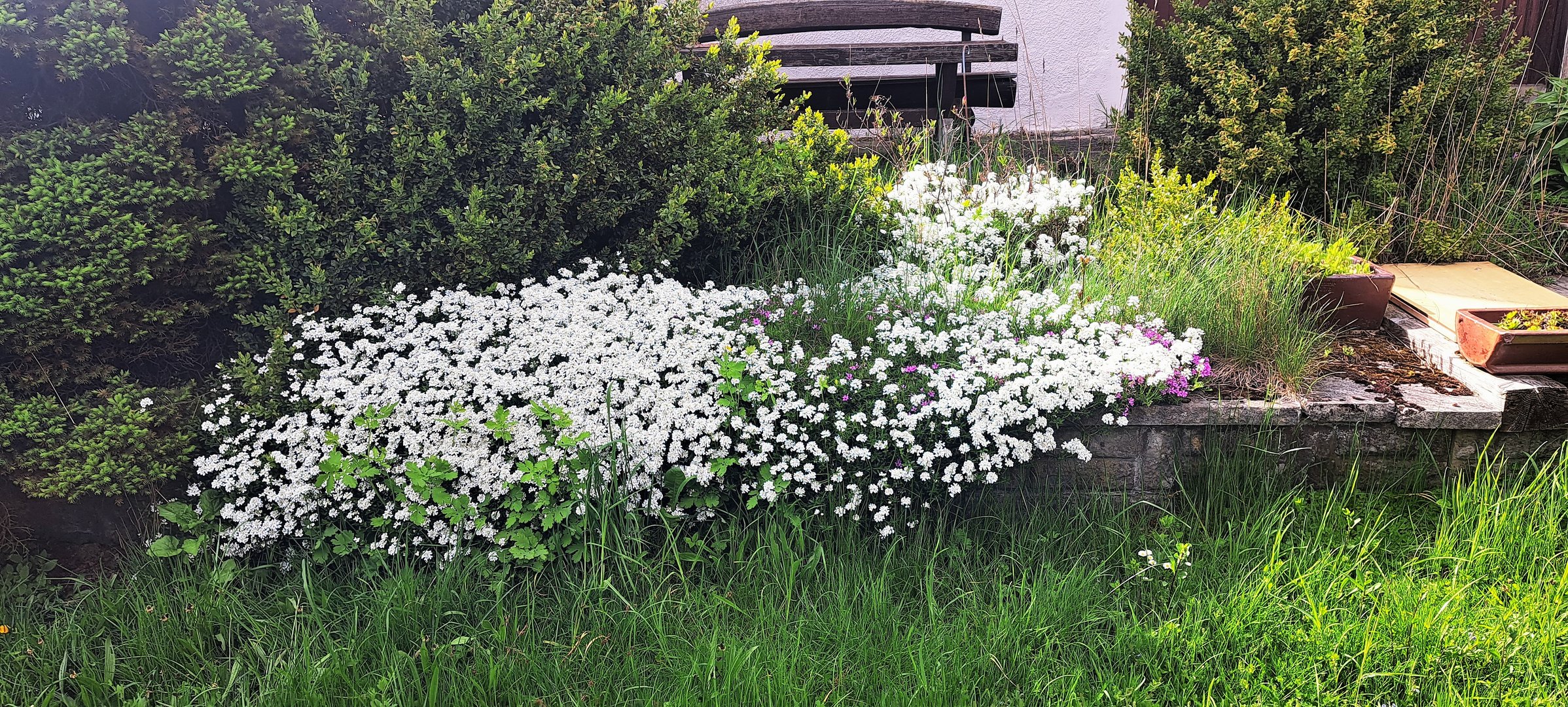 20230517 Mittwochsblümchen  im eigenen Garten