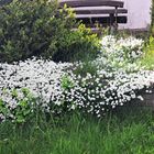 20230517 Mittwochsblümchen  im eigenen Garten