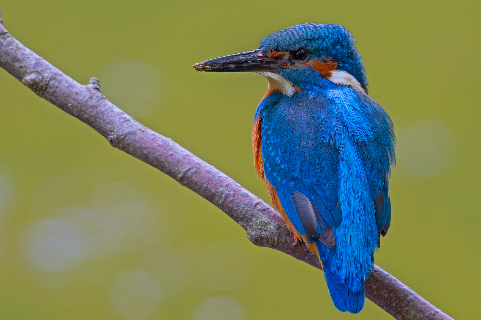 2023_05_19___EISVOGEL___3898_nach_dem_Graben_in_der_Hoehle