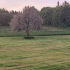 20230521 Letzter Apfelbaum in voller Blüte  bei Saharastaub in der Luft