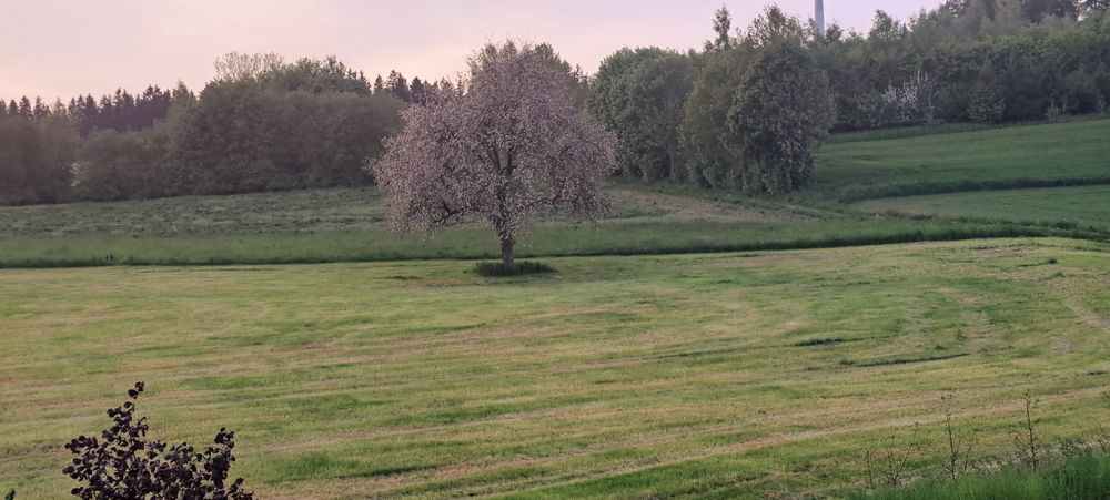 20230521 Letzter Apfelbaum in voller Blüte  bei Saharastaub in der Luft