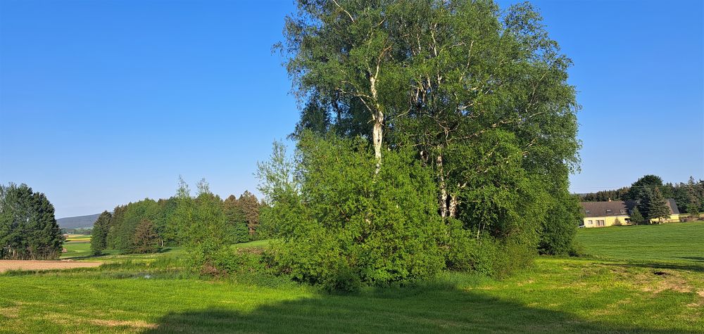 20230528  Birken zu Pfingsten und Frühjahr  allüberall