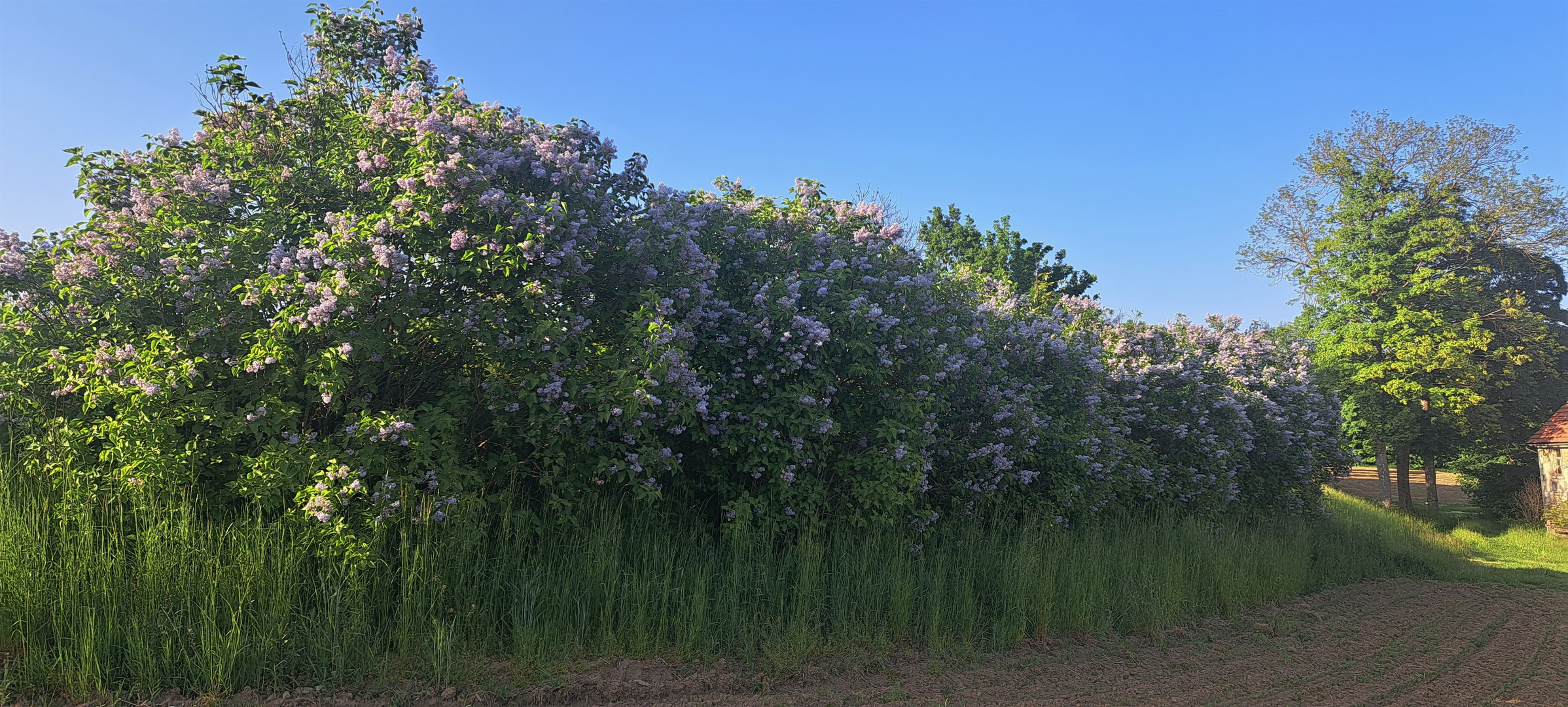 20230528 Sonntag mit Sonne und Blütenrausch am Wegesrand