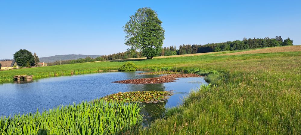 20230528 Zwei Bäume -eine Baumkrone