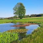 20230528 Zwei Bäume -eine Baumkrone