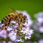 20230601-Bienchen-14961