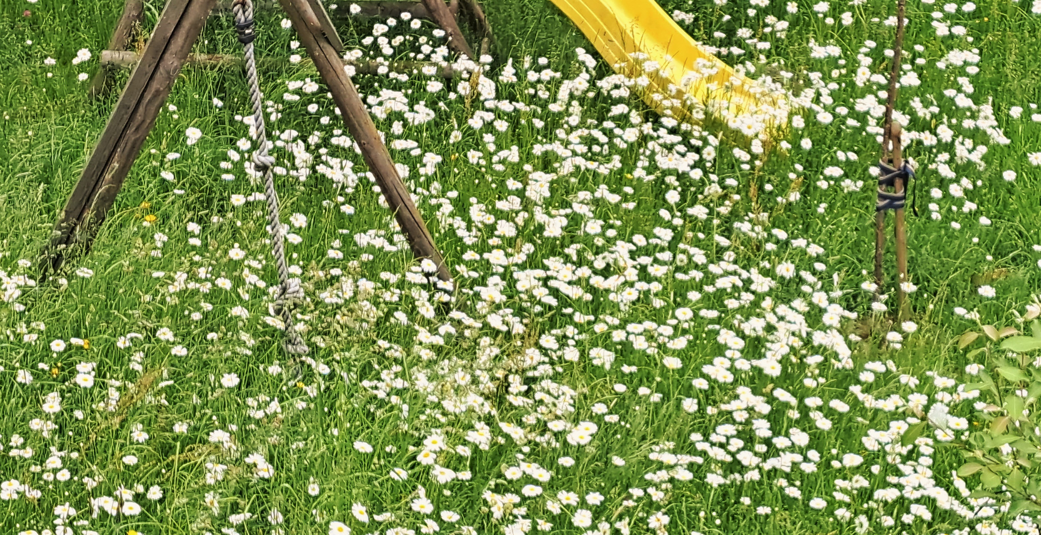 20230607 Mittwochsblümchen auf der Wiese