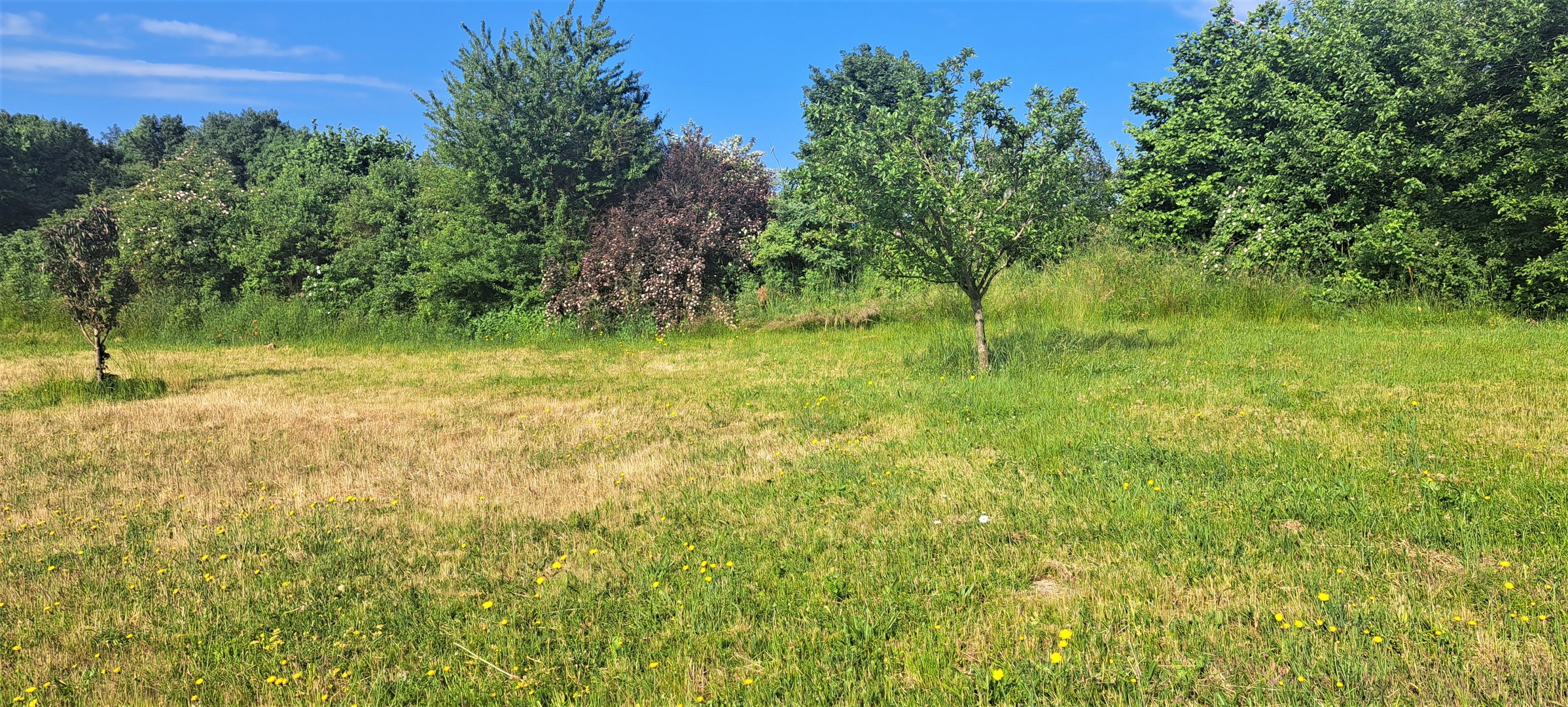 20230617 Blühende Hecken im Morgenlicht