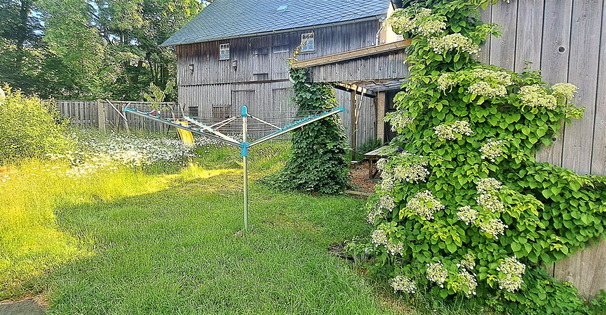 20230617  Sie ranken um die Wette der Sonne entgegen