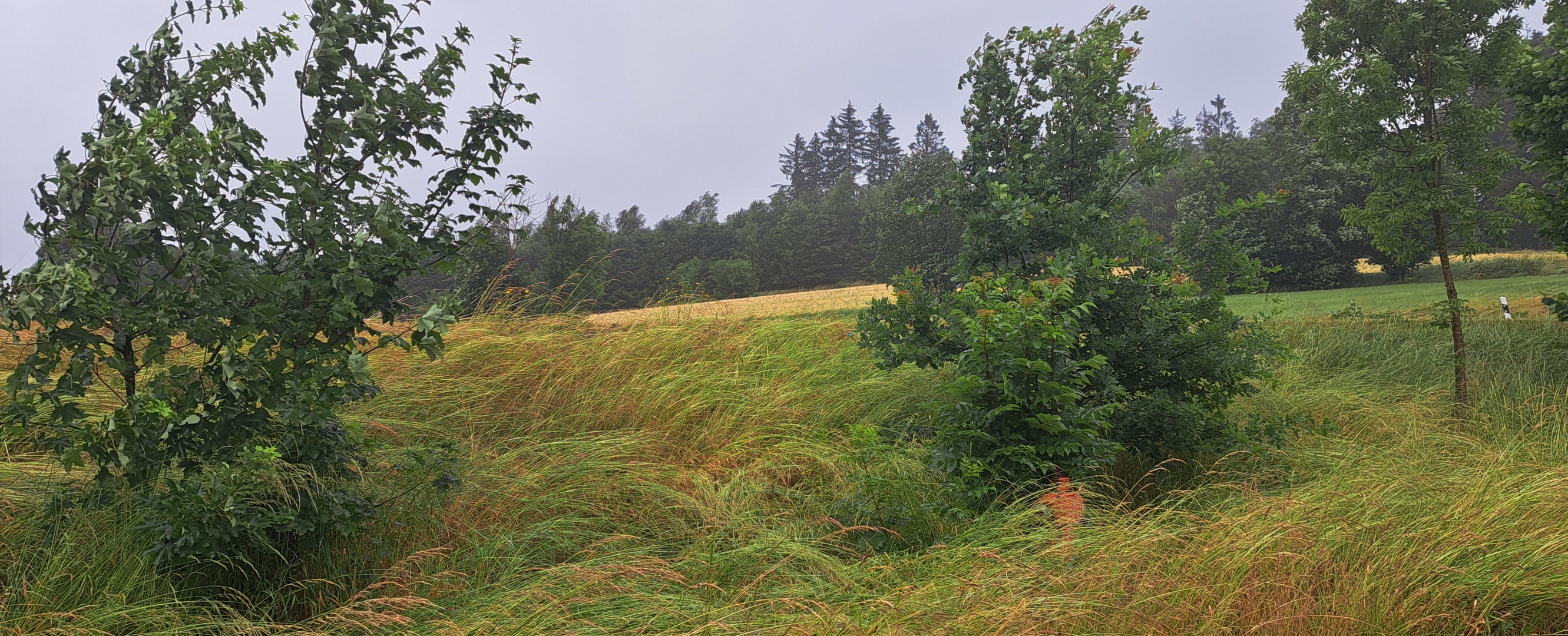 20230623 Regen bringt Segen