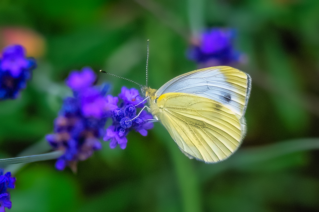 20230704-Kohlweißling-15508