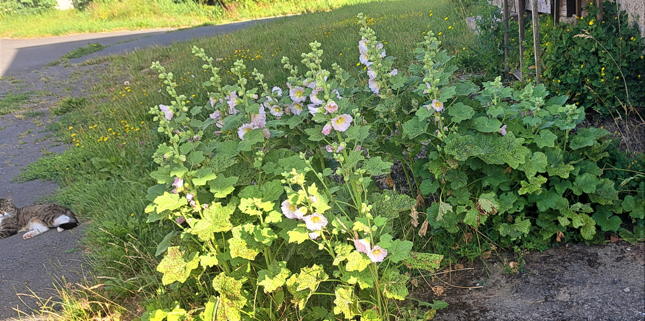 20230719 Mittwochsblümchen mit Schatten und Besucherin