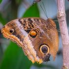 20230719-Schmetterling-15709