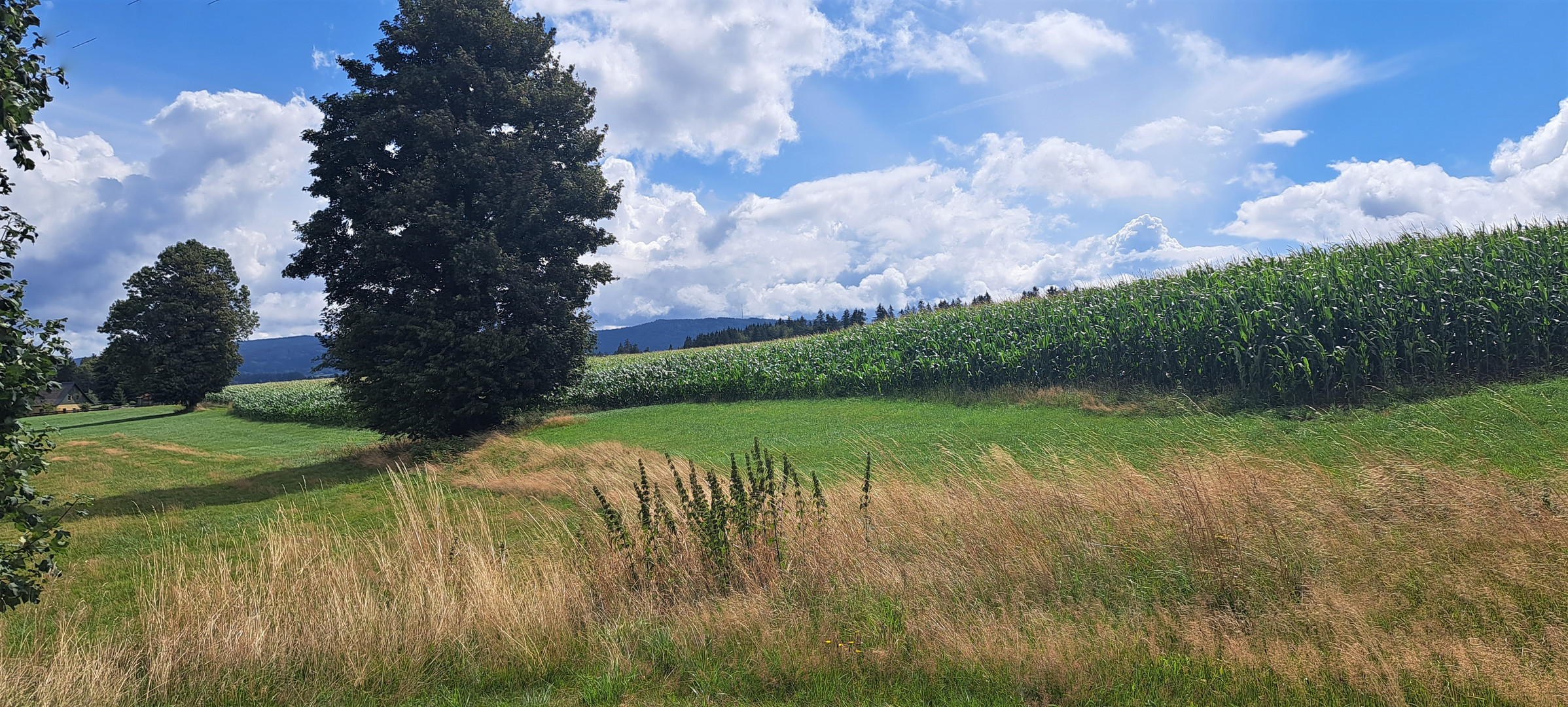 20230806 ARCHIV Donnerstag mit Durchblick zum Fichtelgebirge