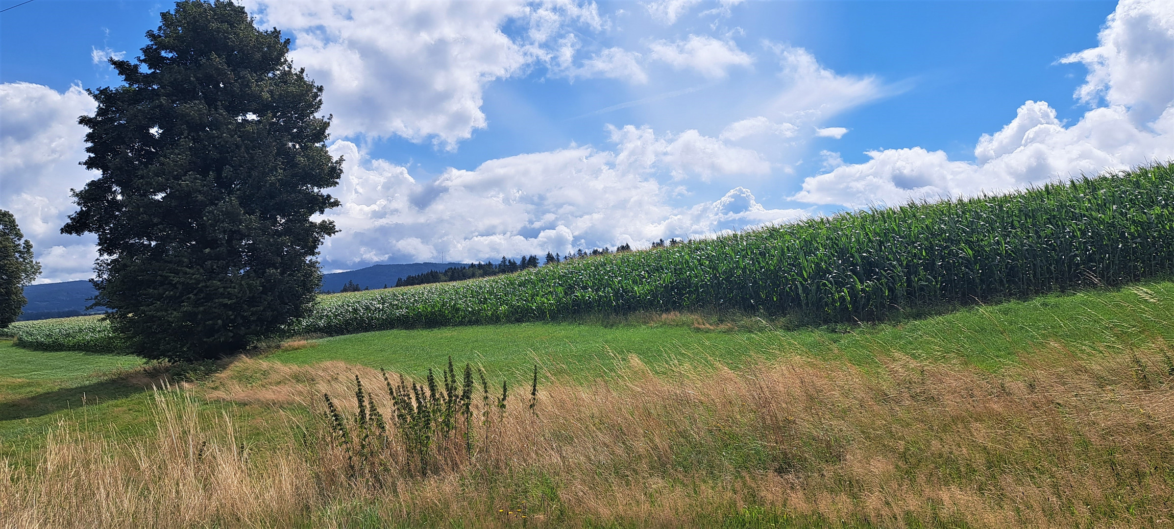 20230806 Sonntag mit Sonne  und blauem Himmel