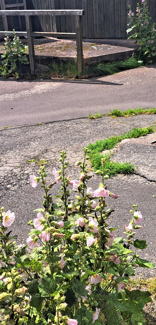 20230806 Sonntag mit Sonne  und Stockrosen in der Mittagszeit