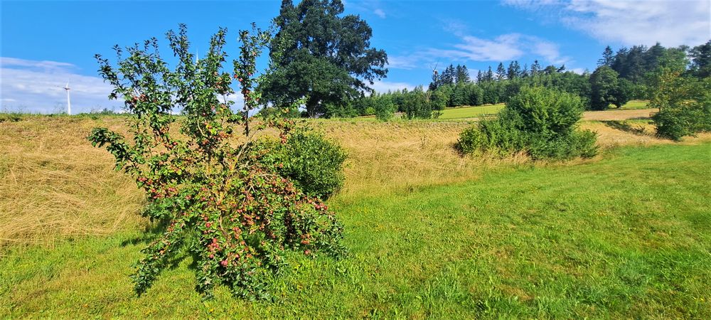 20230815 Obstbaum am Straßenrand