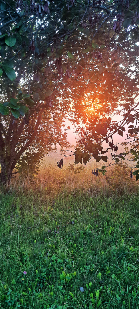 20230821 Durchblick zum Sonnenleuchten im Morgennebel