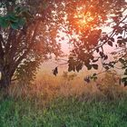 20230821 Durchblick zum Sonnenleuchten im Morgennebel