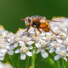 20230925  -  Fliege bei Naschen erwischt. 